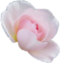 cut rose